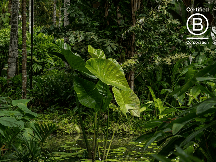 Greenery plant in forest with Certified B Corporation logo
